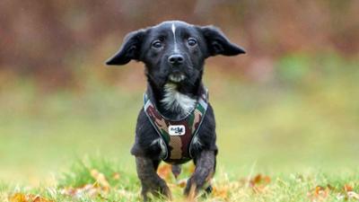 Tiere suchen ein Zuhause