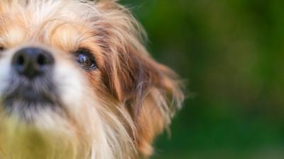 Tiere suchen ein Zuhause