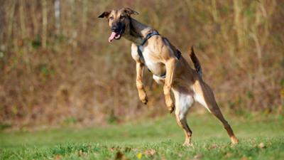 Tiere suchen ein Zuhause