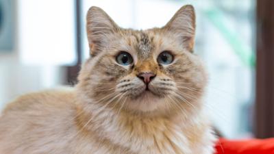 Tiere suchen ein Zuhause
