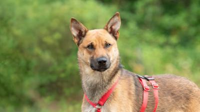 Tiere suchen ein Zuhause
