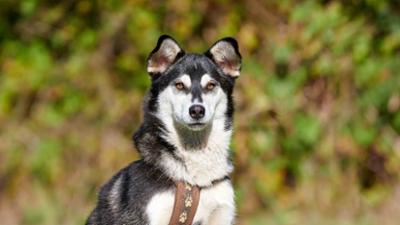 Tiere suchen ein Zuhause Tiere suchen ein Zuhause