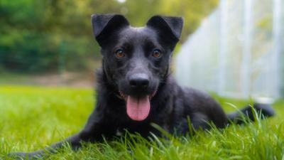 Tiere suchen ein Zuhause