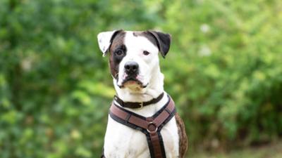Tiere suchen ein Zuhause