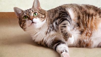 Tiere suchen ein Zuhause Tiere suchen ein Zuhause