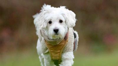 Tiere suchen ein Zuhause