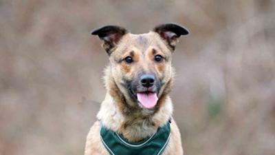 Tiere suchen ein Zuhause