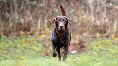 Tiere suchen ein Zuhause