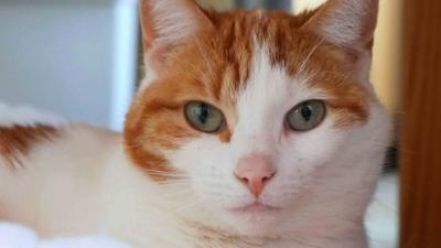 Tiere suchen ein Zuhause