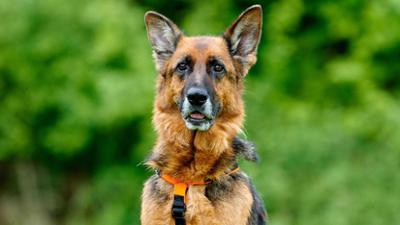 Tiere suchen ein Zuhause