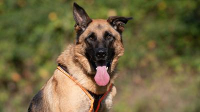 Tiere suchen ein Zuhause