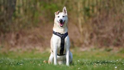 Tiere suchen ein Zuhause