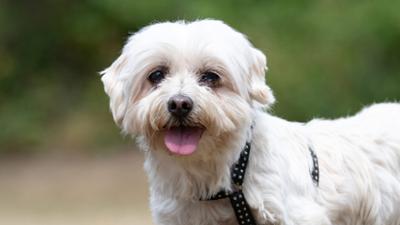 Tiere suchen ein Zuhause