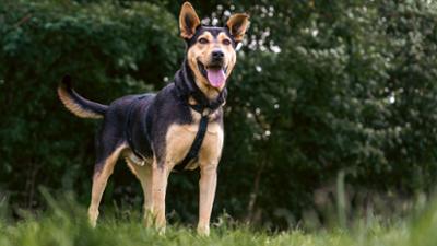 Tiere suchen ein Zuhause Tiere suchen ein Zuhause
