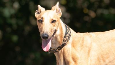 Tiere suchen ein Zuhause