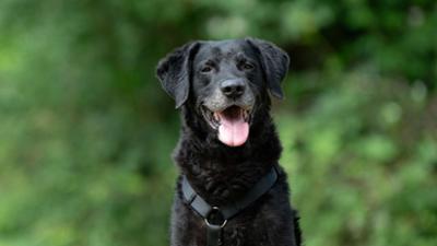 Tiere suchen ein Zuhause