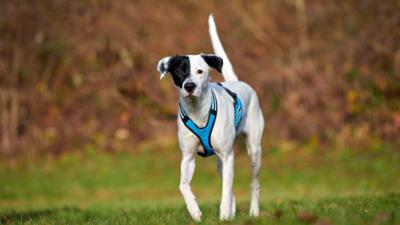 Tiere suchen ein Zuhause