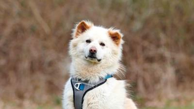 Tiere suchen ein Zuhause