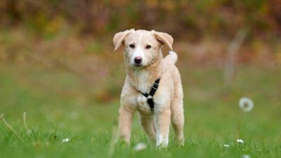 Tiere suchen ein Zuhause