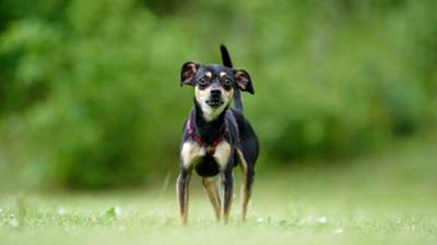 Tiere suchen ein Zuhause