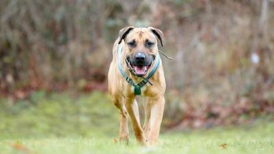 Tiere suchen ein Zuhause