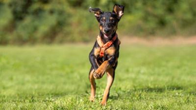 Tiere suchen ein Zuhause