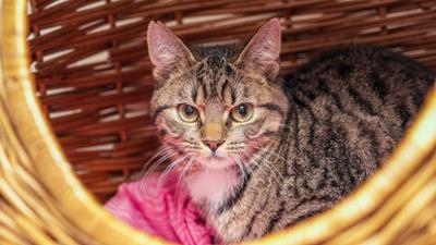 Tiere suchen ein Zuhause