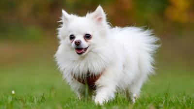 Tiere suchen ein Zuhause Tiere suchen ein Zuhause