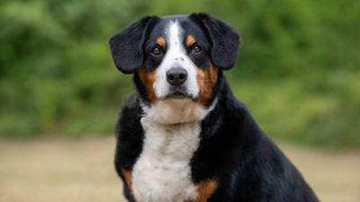 Tiere suchen ein Zuhause