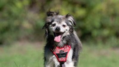 Tiere suchen ein Zuhause
