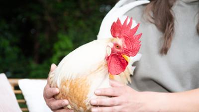 Tiere suchen ein Zuhause