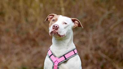 Tiere suchen ein Zuhause