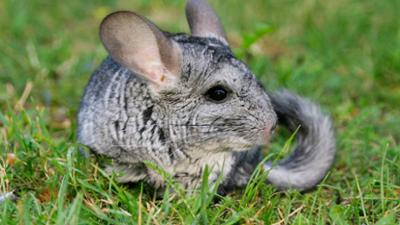 Tiere suchen ein Zuhause