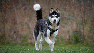 Tiere suchen ein Zuhause