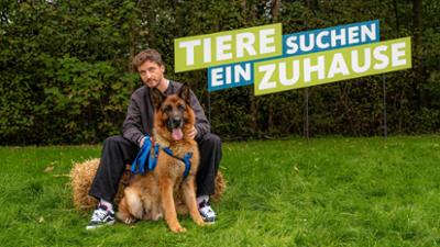 Tiere suchen ein Zuhause