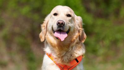 Tiere suchen ein Zuhause