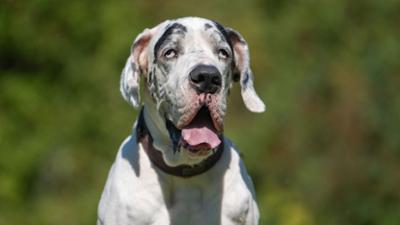 Tiere suchen ein Zuhause