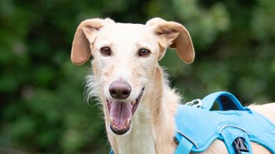 Tiere suchen ein Zuhause