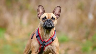 Tiere suchen ein Zuhause