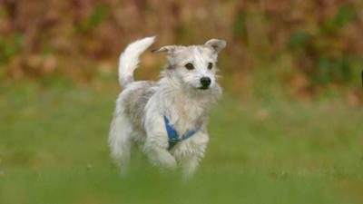 Tiere suchen ein Zuhause