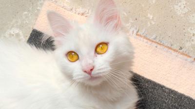 Tiere suchen ein Zuhause