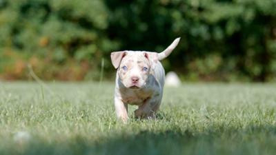 Tiere suchen ein Zuhause