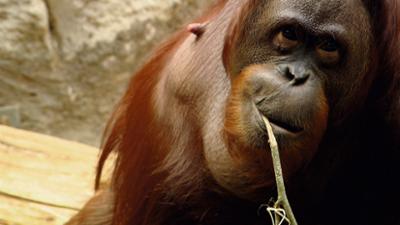 WILDER WILDER WESTEN: Folge 8: Streit bei den Orang-Utans