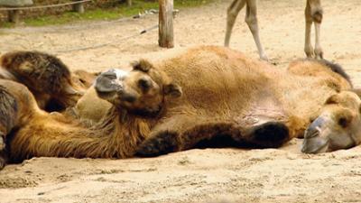WILDER WILDER WESTEN: Folge 09: Eine besondere Überraschung für die Kamele