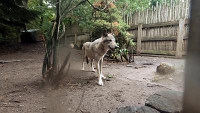 WILDER WILDER WESTEN: Vertrauensübungen mit den Wölfen