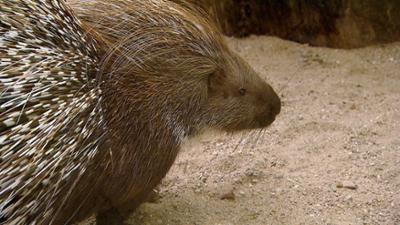 WILDER WILDER WESTEN: Folge 11: Eisbomben für Stachelschweine