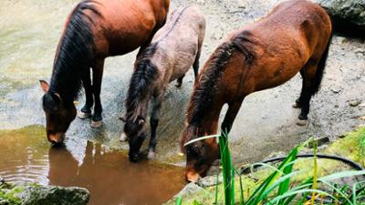WILDER WILDER WESTEN: Folge 12: Von scheuen Wölfen und Pferden