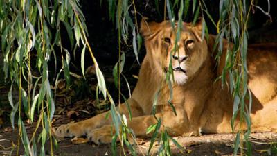 WILDER WILDER WESTEN: Folge 13: Futterspaß bei den Löwen