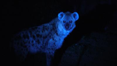 WILDER WILDER WESTEN: Folge 15: Nachts im Tigergehege