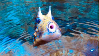 WILDER WILDER WESTEN: OP für ein Rentier und Putztag im Aquarium